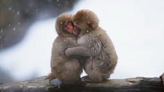 Snow Animals cold hugging japanese macaque baby animals snow 
