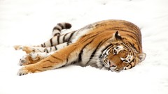 Snow Animals cold white orange Tigers