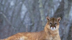 Snow Animals Colorado mountain lions