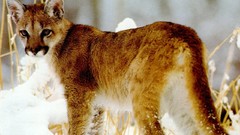 Snow Animals cougars