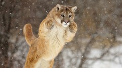 Snow Animals cougars