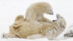 Snow Animals cubs Polar Bears baby animals