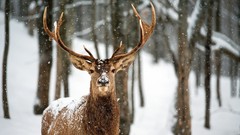 Snow Animals deer