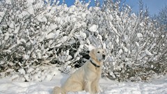 Snow Animals Dogs