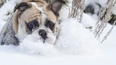 Snow Animals Dogs