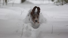 Snow Animals Dogs Basset Hound