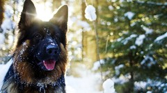 Snow Animals Dogs German shepherd