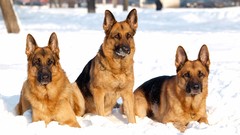 Snow Animals Dogs German shepherd