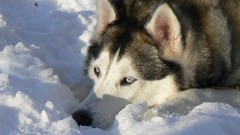 Snow Animals Dogs Huskies Siberian Husky husky