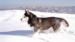 Snow Animals Dogs Huskies Siberian Husky husky