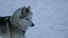 Snow Animals Dogs husky