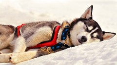 Snow Animals Dogs outdoors pets