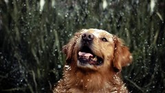 Snow Animals Dogs pets