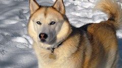 Snow Animals Dogs TV shows Huskies Siberian Husky husky