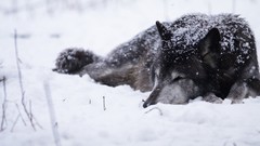 Snow Animals Dogs Wolves