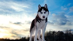 Snow Animals Dogs Wolves husky forests blue skies