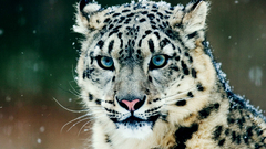 Snow Animals feline Leopards