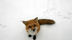Snow Animals foxes