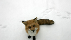 Snow Animals foxes