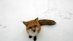 Snow Animals foxes