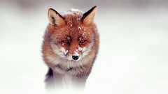 Snow Animals foxes