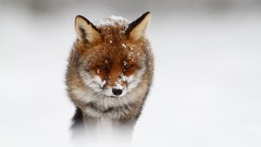 Snow Animals foxes