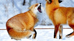 Snow Animals foxes