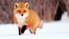 Snow Animals foxes
