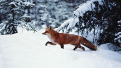 Snow Animals foxes snow landscapes