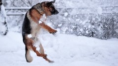 Snow Animals German shepherd