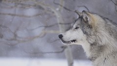 Snow Animals Gray Wolf