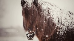Snow Animals Horses