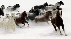 Snow Animals Horses running Wild