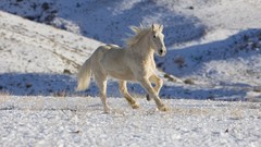 Snow Animals Horses running Wyoming