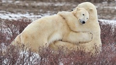 Snow Animals hugging Polar Bears baby animals