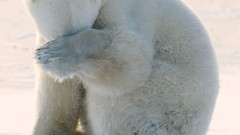 Snow Animals ice Bears Polar Bears