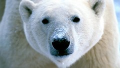 Snow Animals ice coca-cola Polar Bears