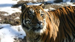 Snow Animals ice Tigers Siberian tiger snow tiger