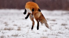 Snow Animals jumping foxes