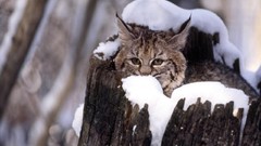 Snow Animals Kittens