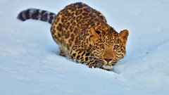 Snow Animals Leopards