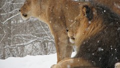Snow Animals Lions