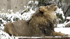 Snow Animals Lions