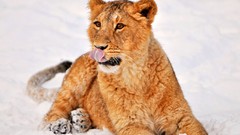 Snow Animals Lions