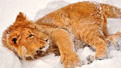 Snow Animals Lions