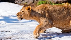 Snow Animals Lions