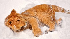 Snow Animals Lions baby