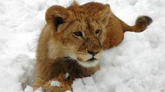 Snow Animals Lions baby animals