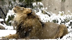 Snow Animals Lions wildlife