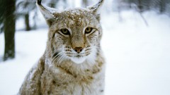 Snow Animals lynx
